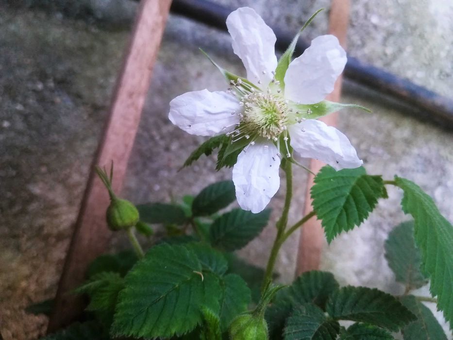 Framboesa Chinesa - Rubus Hirsutus