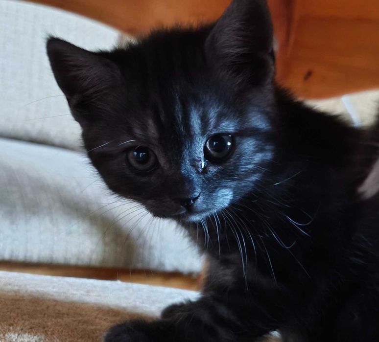 Шотландская девочка