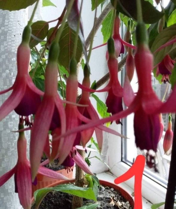 Вкорінені живці фуксії, домашні кімнатні рослини