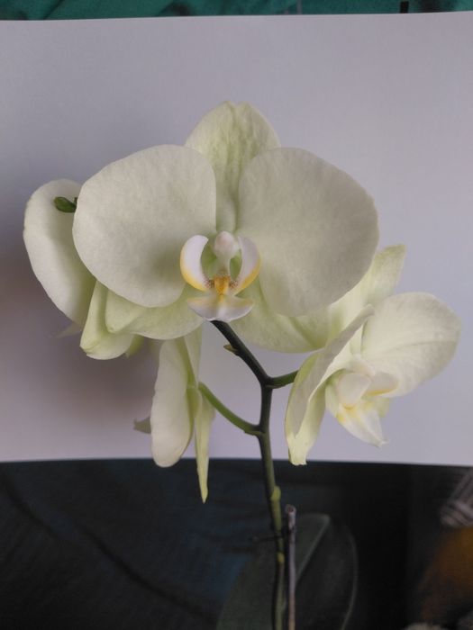 Орхідея  салатова