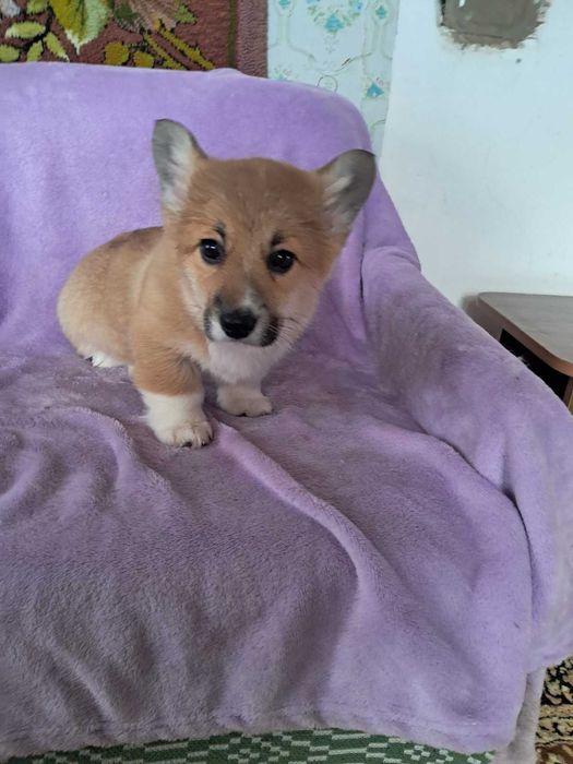 Цуценята Вельш коргі пемброк гарним родоводом