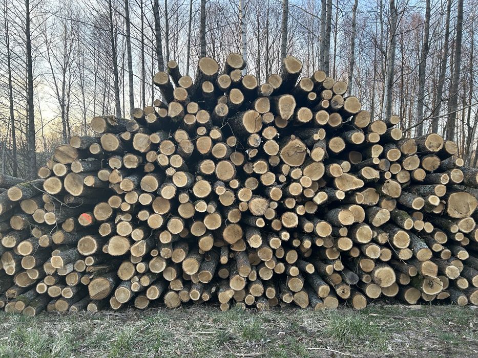 Drewno Opalowe GRAB/klon/jesion/sosna/brzoza/olcha/dąb TRANSPORT