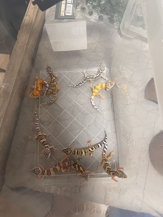 Gekon lamparci / gekony lamparcie