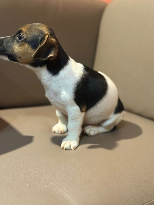 Jack russell terrier macho