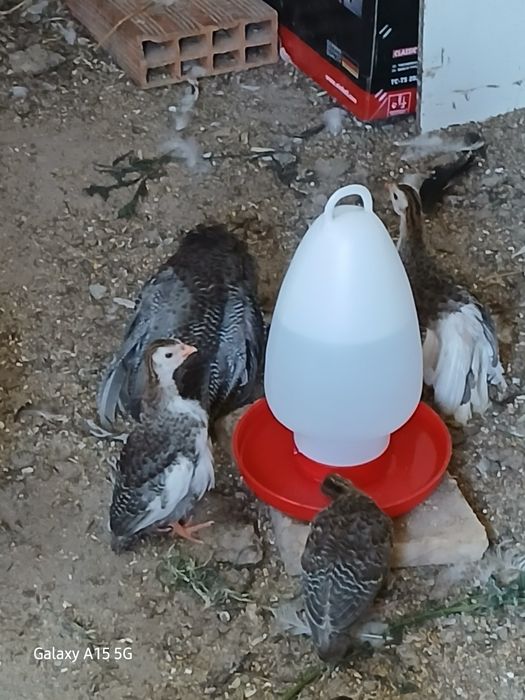 Fracas para venda