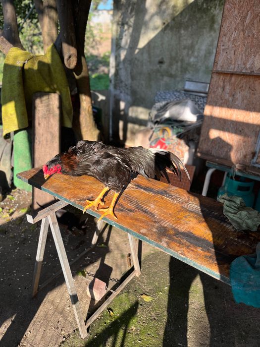 Vendo um galo indo brasileiro para quem gosta de criação esse e bom