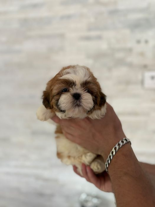 Shih tzu miniaturowy piekny piesek