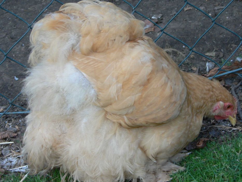 Kochin olbrzymi kura i kogut