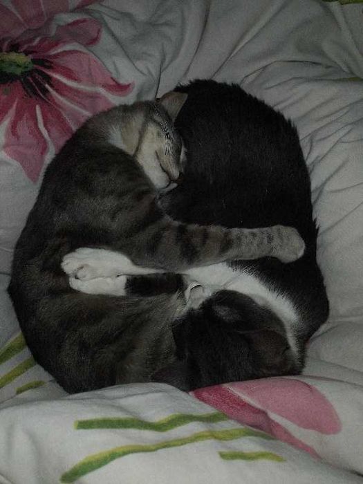 Кіт, кот, кошеня, котенок