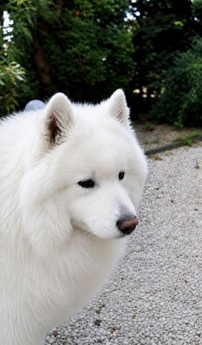 SAMOYED – wyjatkowa  suczka z Hodowli FLUFFY WHITE SMILES