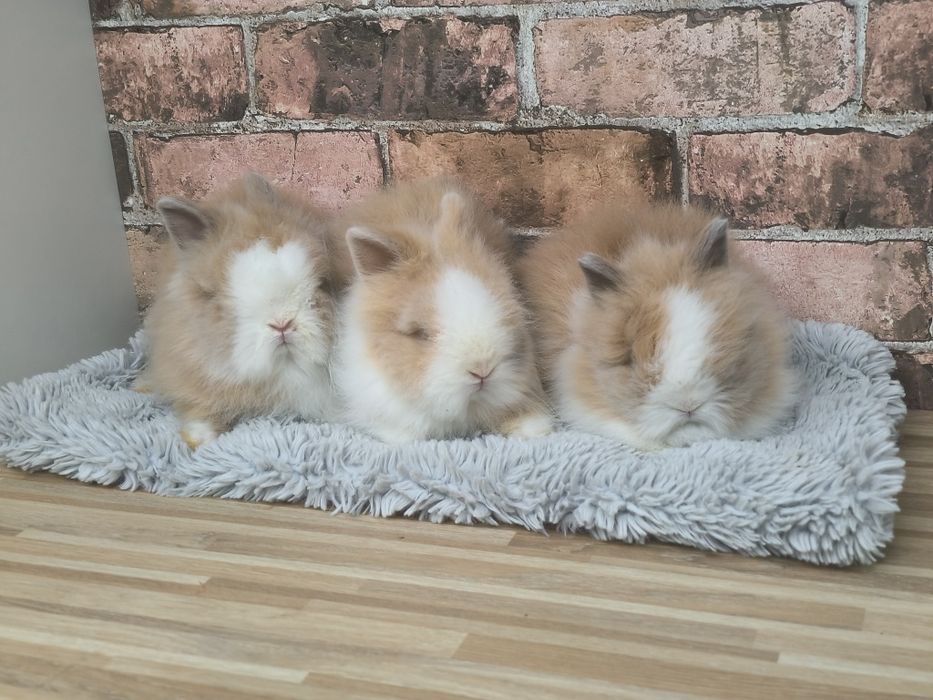 Króliczki karzełki Teddy mini króliki metryka