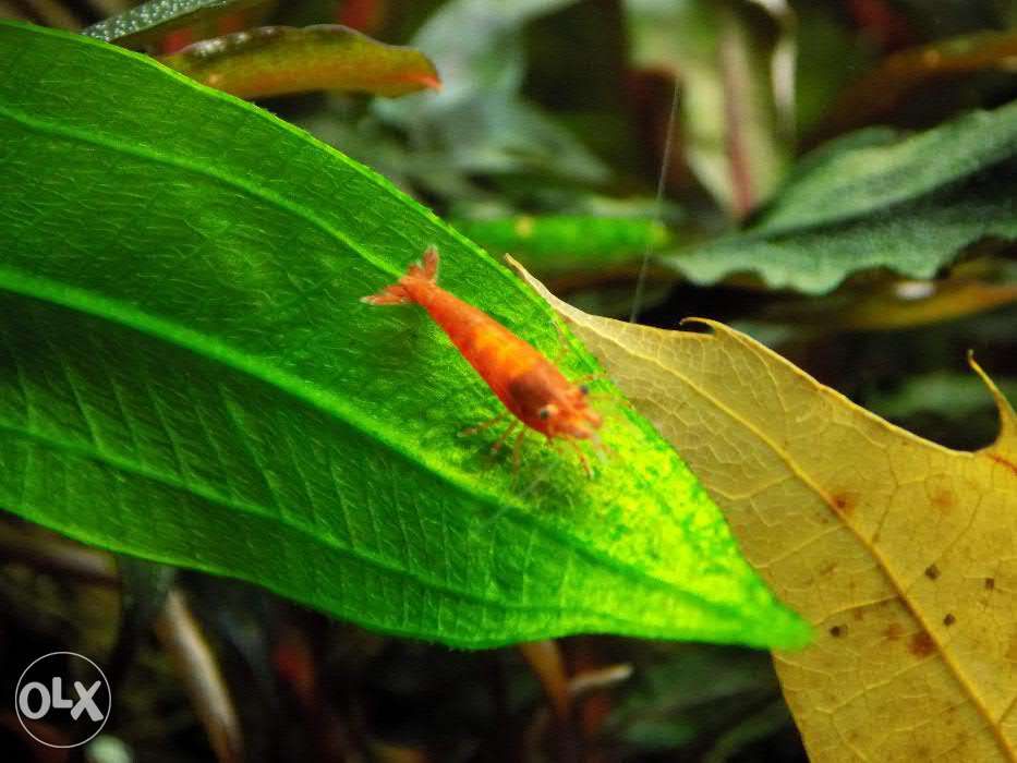 Креветка вишня (Neocaridina davidi var. red)