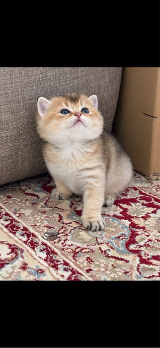 Котята золота шиншила