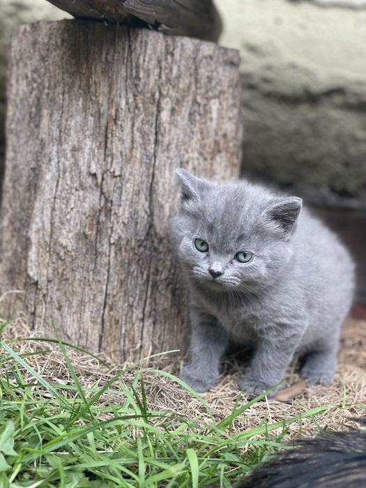 Пухнасті кошенята , котята , котики від британської довгошерстої киці