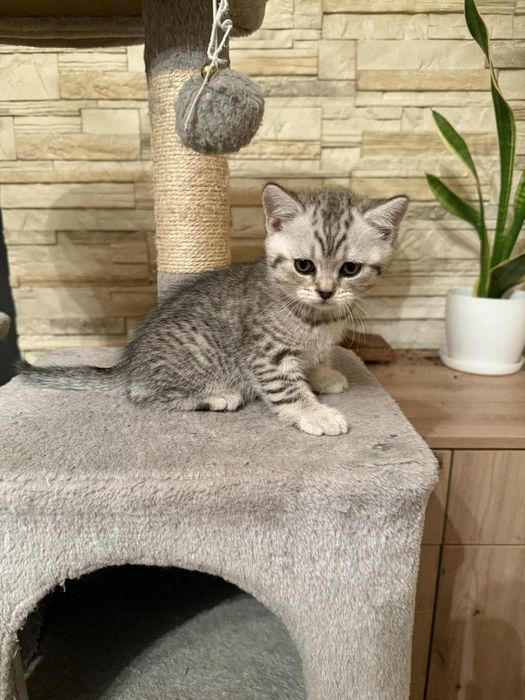 Kocurek brytyjski do odbioru