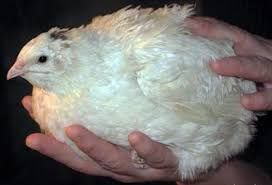 Яйця інкубаційні перепелів