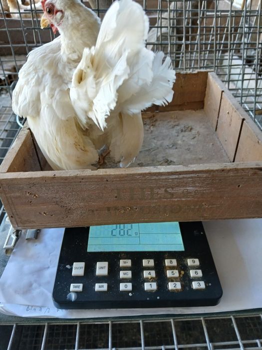 Galinhas raça Serama/Ovos