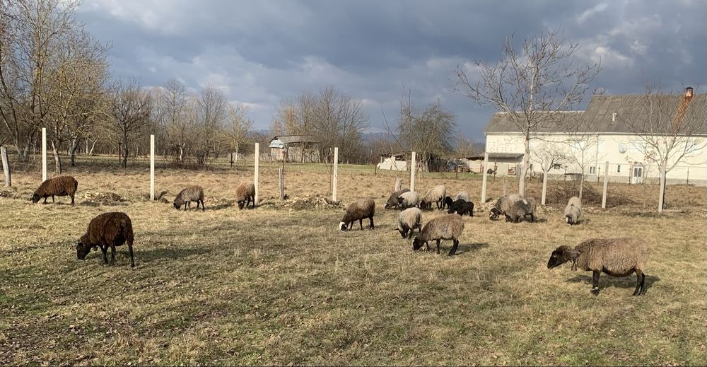 Романівські вівці та кози,(овцы и коза).