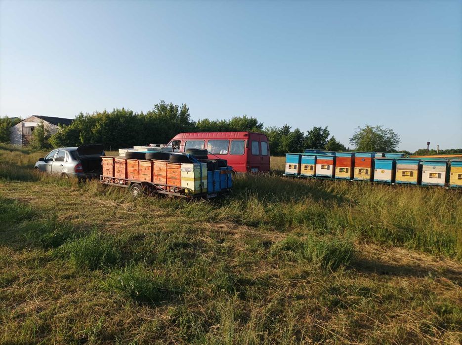 Продам бджолосім'ї пасіка