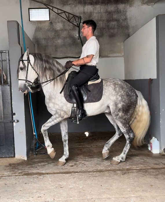 Lusitano 10 anos 1.58 arranjado
