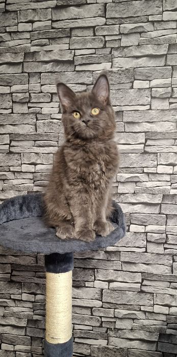 Kotka Maine Coon po Grand International Champion