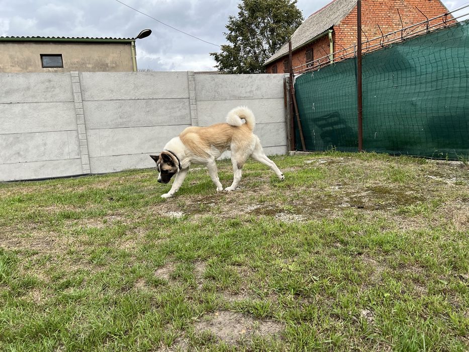 Oddam psa w bardzo dobre rece akita amerykanska SAMIEC