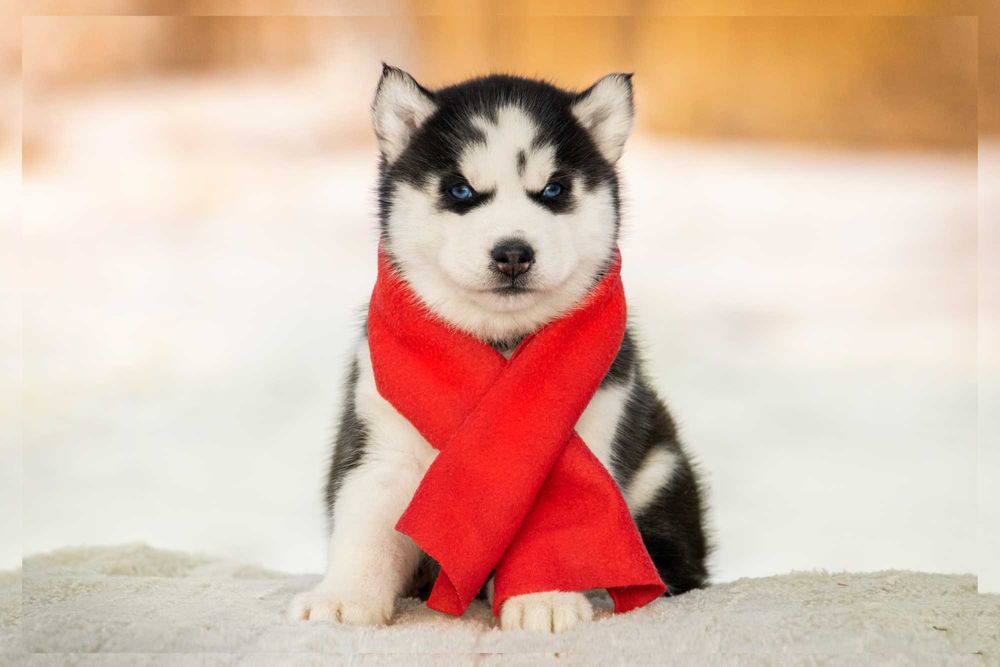 Цуценятка хаскі з ьлакитними очима