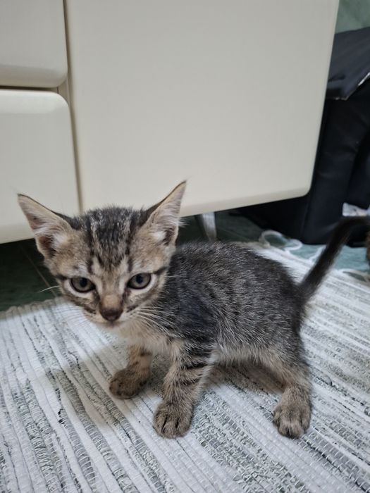 Gatas para adoção