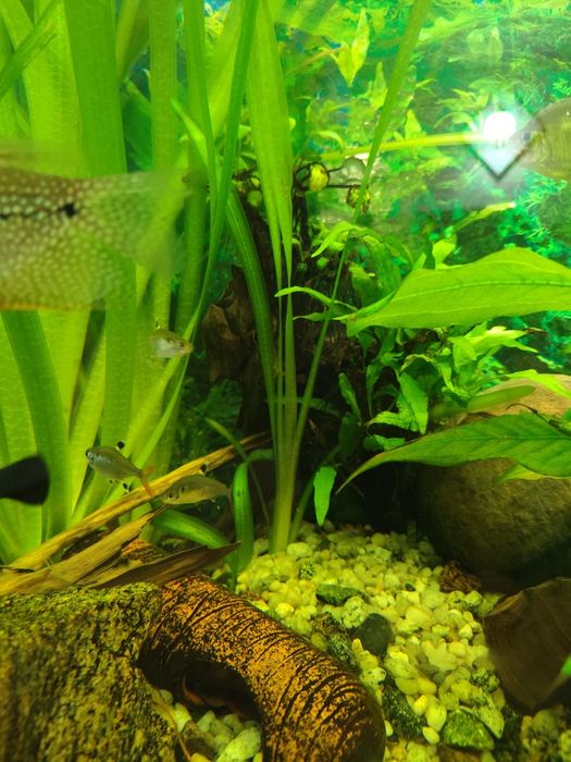 Trawa vallisneria gigantea
