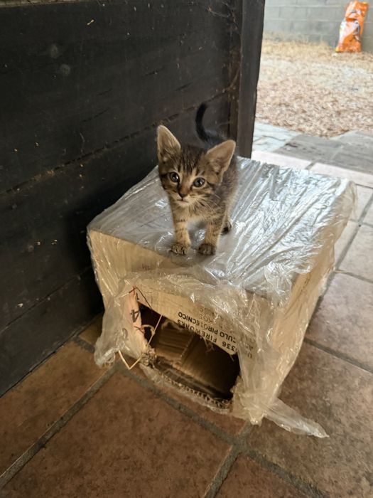 Gatinhos para adoção