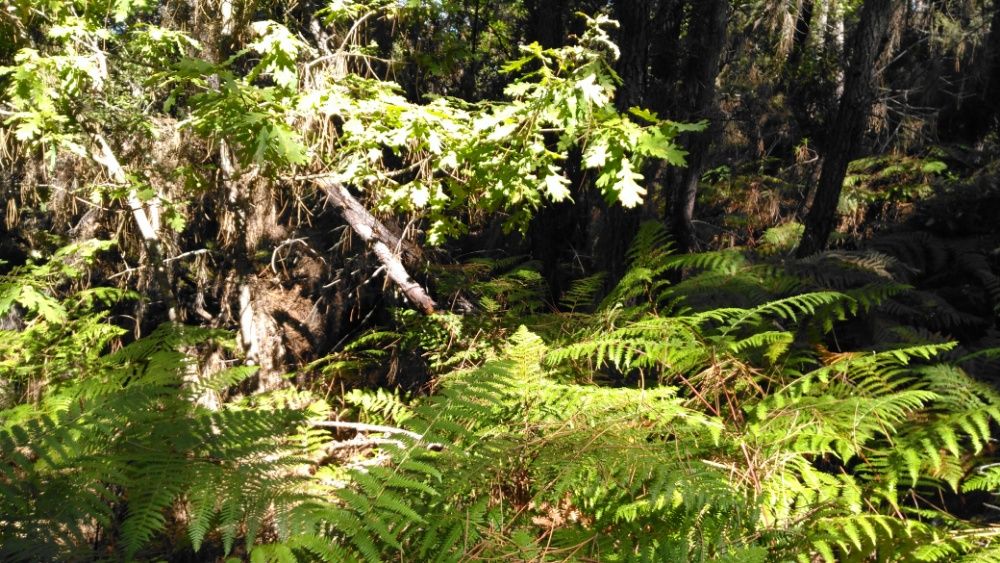 Terreno em Silgueiros (VISEU) com 45mil m2