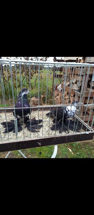 Gołębie ozdobne wiedyny