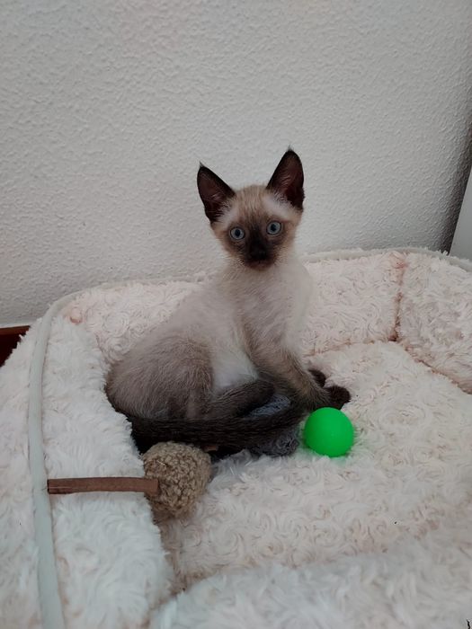 Gatinho bebé para adoção