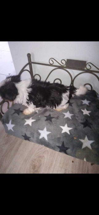 Biewer Yorkshire Terrier suczka 9  tyg.