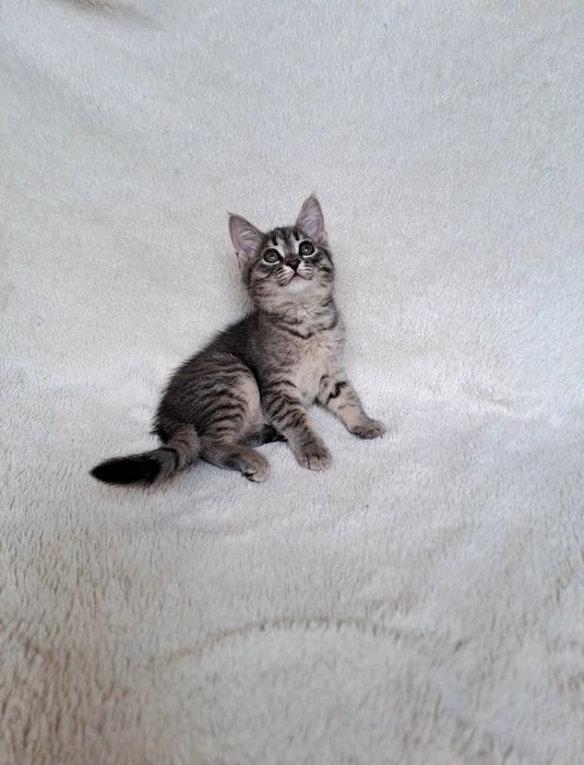 Красивенная шотландская девочка