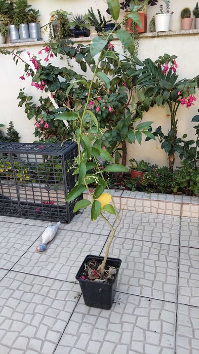 Planta Dama da noite perfumada (cestrum)
