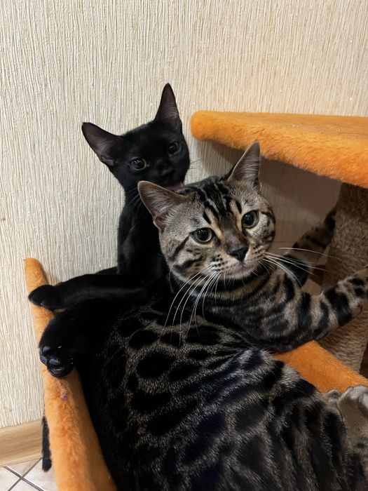 Продам бенгальських кошенят
