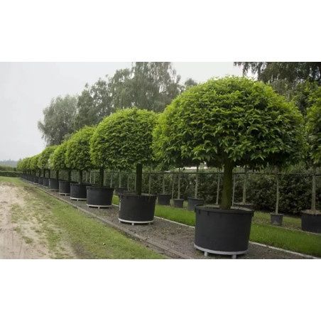 Vasos grandes para árvores e plantas de grande porte (novos)