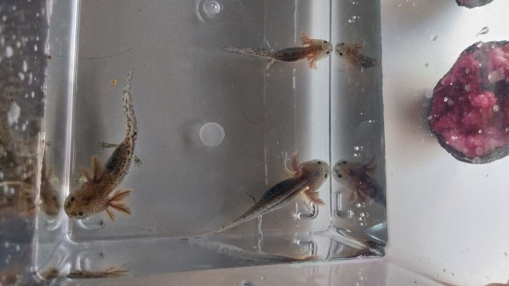 Axolotes Bebes para venda