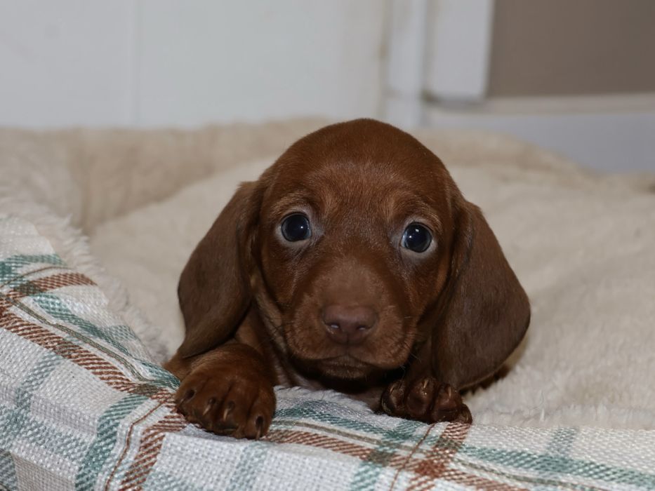 Jamnik Miniaturowy Ruda Suczka