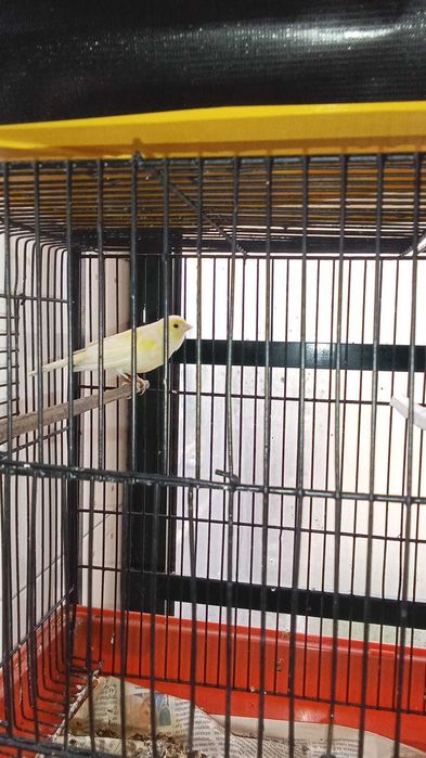 Canários vários casais