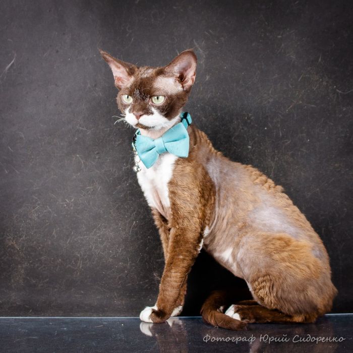 В разведение Devon Rex с Родословными