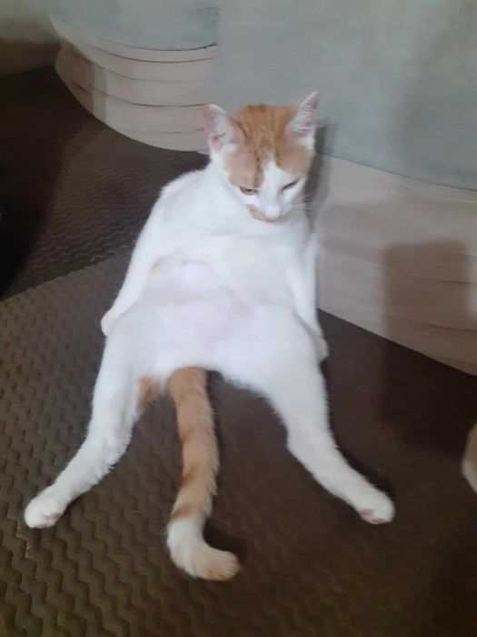 Charlie czeka na domek