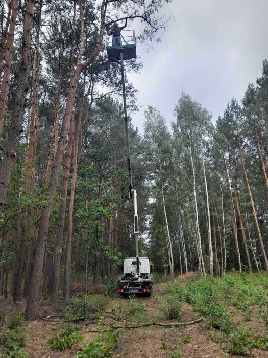 Wycinka Drzew Pielęgnacja Ogrodów