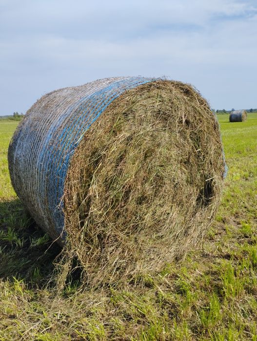 Bele sianokiszonki z traw sianych