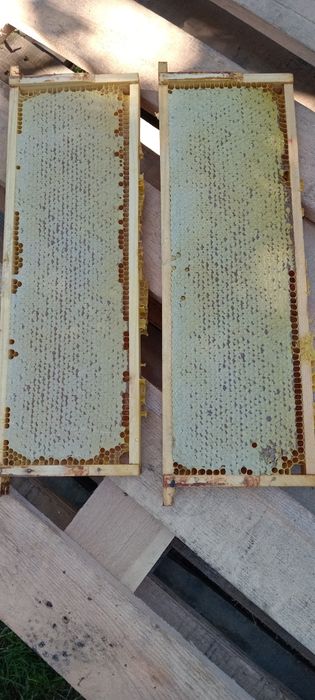 Стільниковий мед,250гр-1кг.