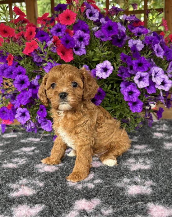 Cavapoo - dziewczynka