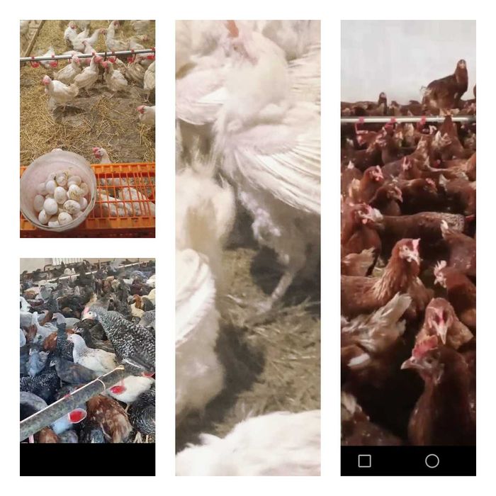 Продам кури несушки! Доставка безкоштовна. Котельва!