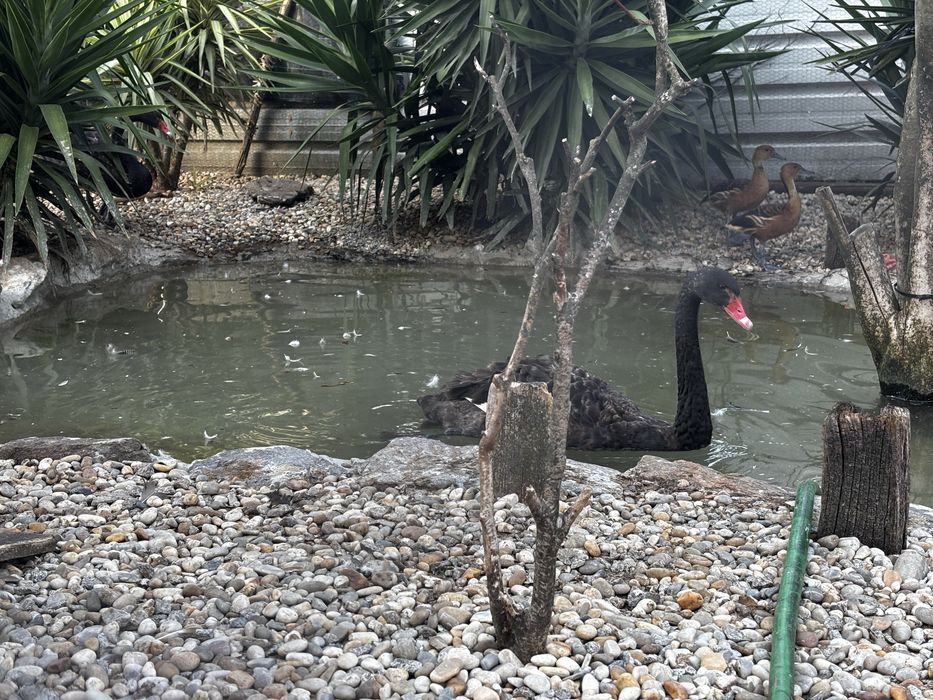 Casal cisne negro