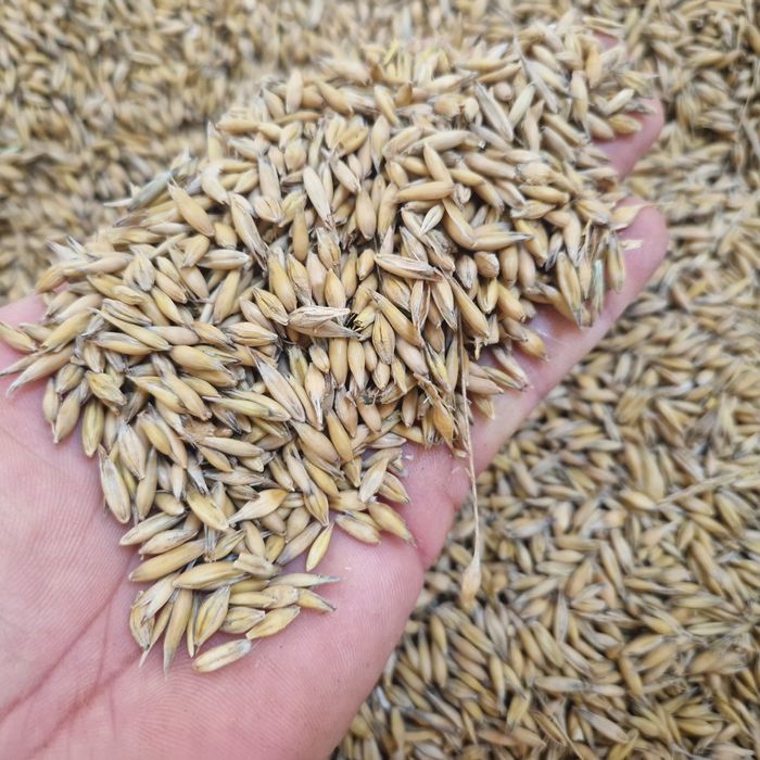 Mieszanka owies  jeczmieniem